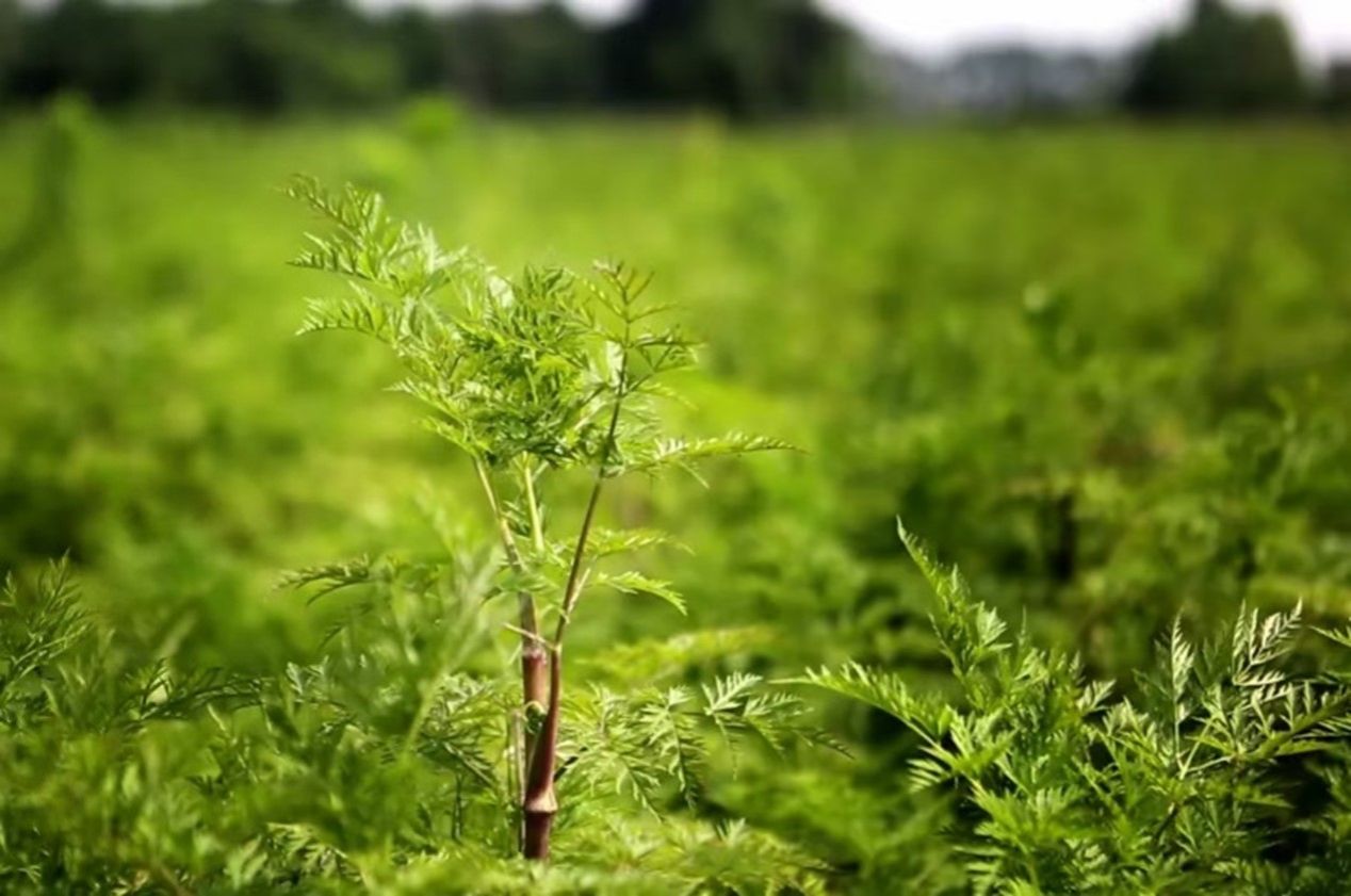 ok138cn太阳集团529